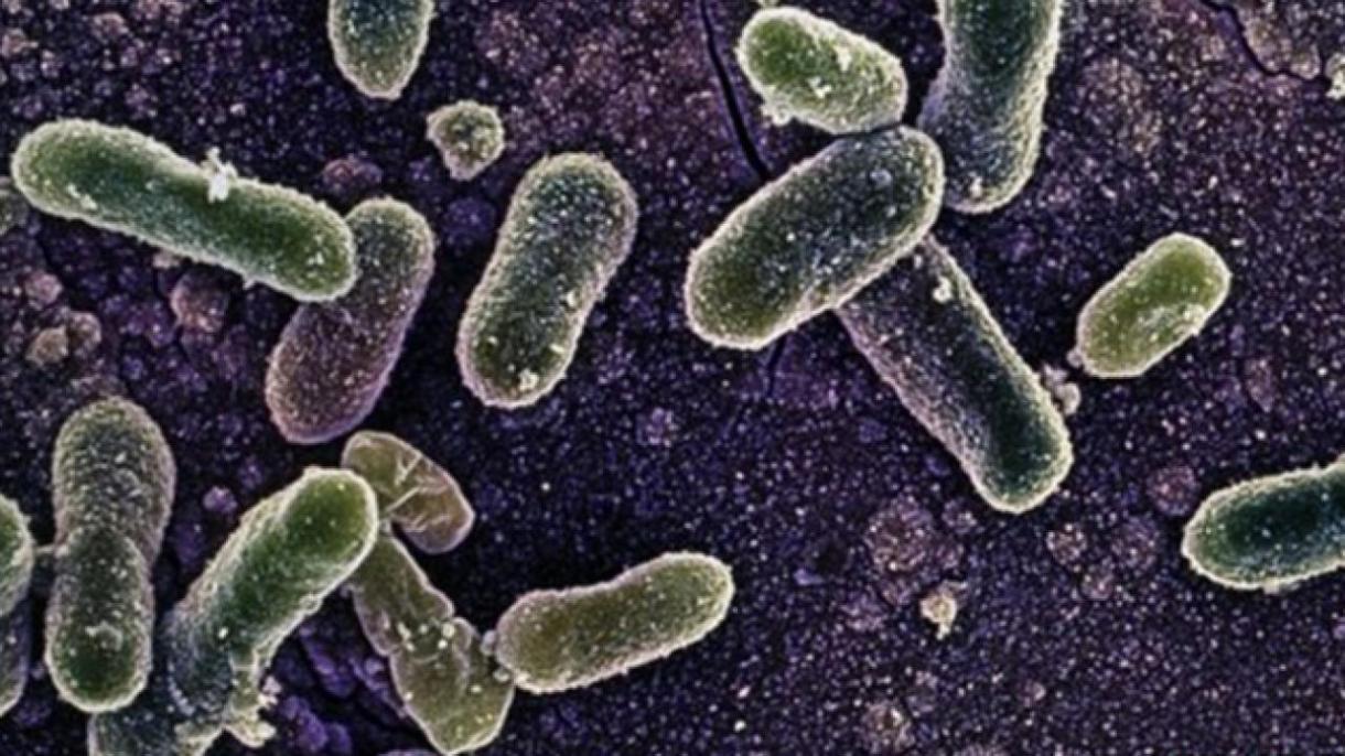 Sal’monella bakteriyase 8 "can alğan”