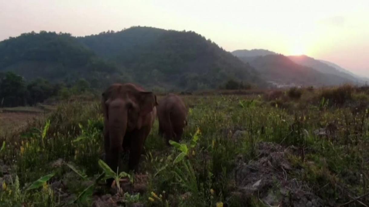 La manada de elefantes asiáticos regresa por fin a casa