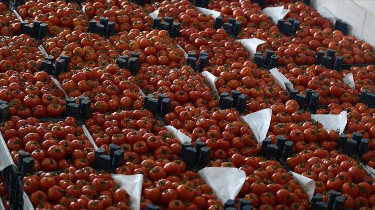 صادرات 120 میلیون دلاری میوه و سبزیجات از منطقه شرق دریای سیاه ترکیه