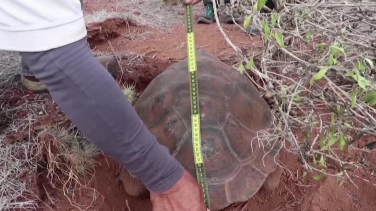 El asentamiento de tortugas gigantes en una isla de Galápagos en Ecuador ha resultado todo un éxito