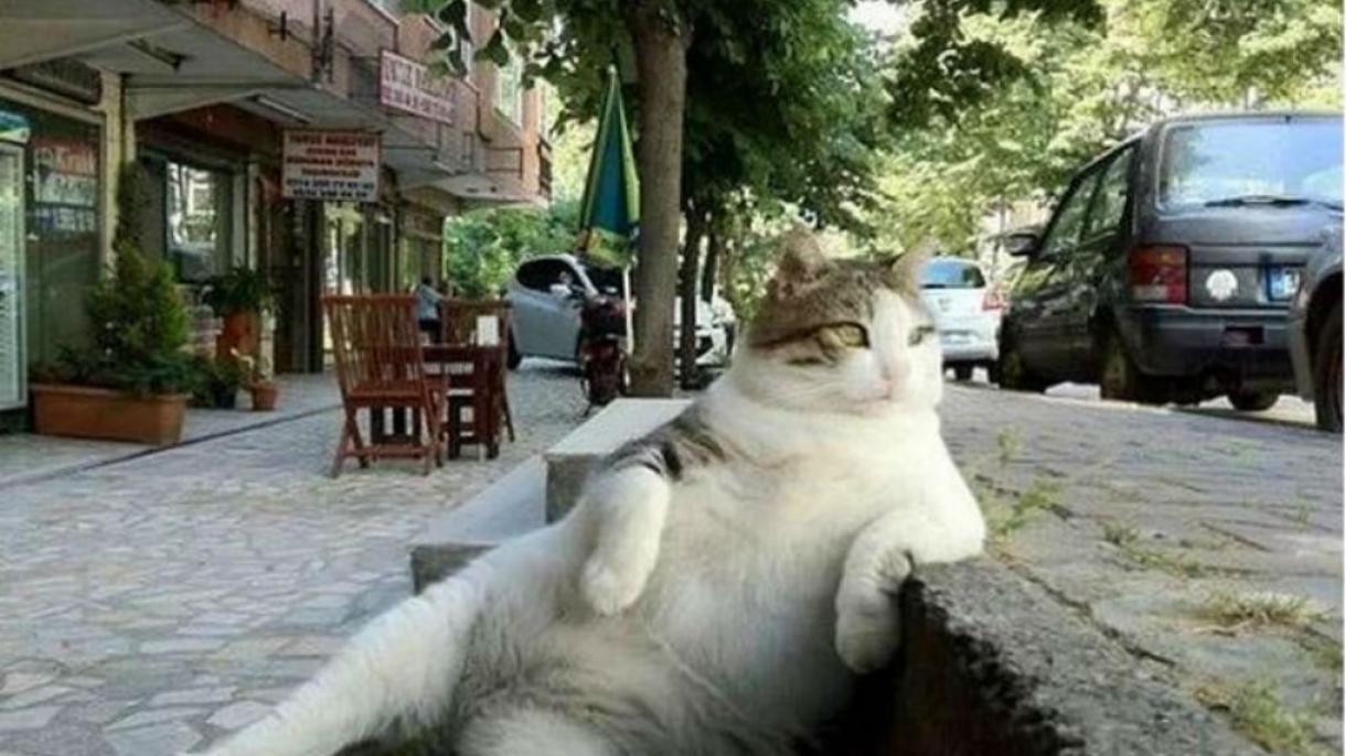 Szobrot kapott a világhírű isztambuli macska