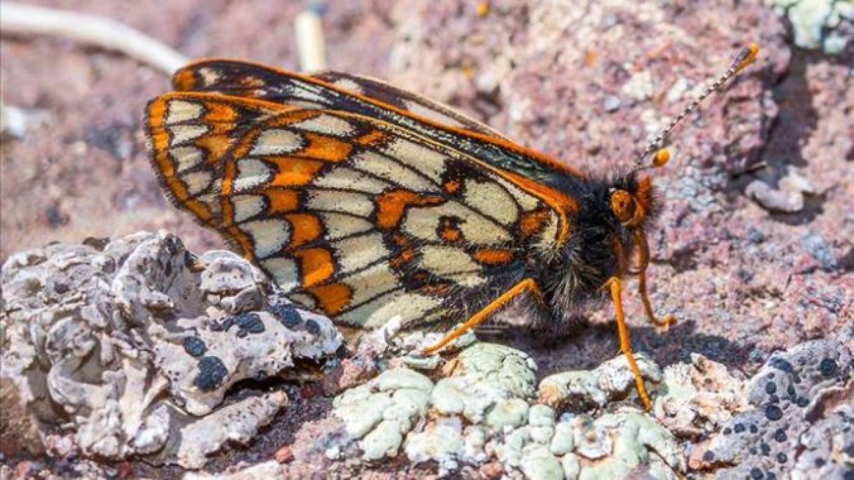 最終氷期からの生き残り 1万２千歳の蝶 50年ぶりに