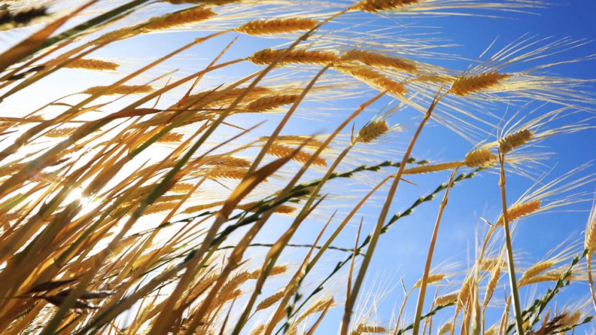 土耳其有机农业生产取得快速发展