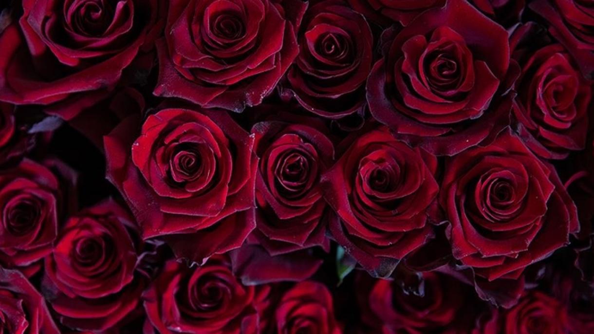 Bägül Eksporty Geçen Ýyl 620 Müň 28 Dollara Barabar Boldy