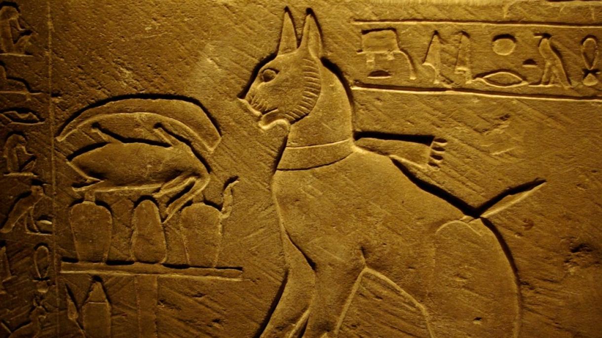 El hombre empezó a domesticar a gatos hace 9.000 años