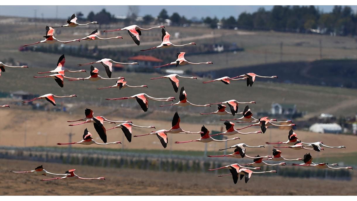 Flamingolar Toz külendä