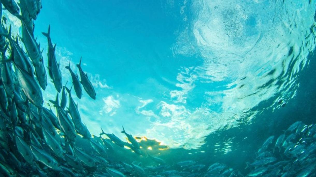 Riasztó mértékben csökken az óceán oxigéntartalma