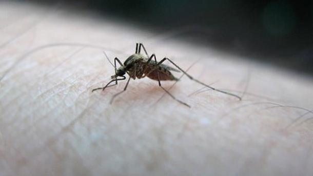 Rusiyada Zika virusuna yoluxma halı qeydə alınıb