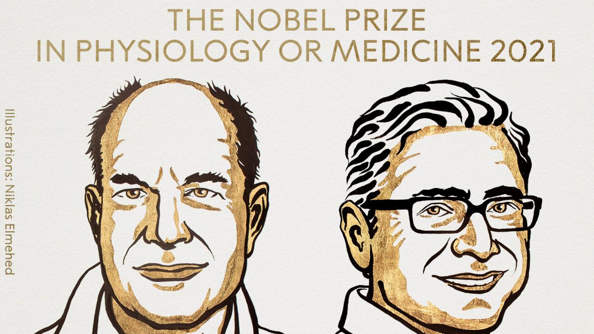 جایزه نوبل پزشکی 2021 به صاحبانشان اهدا شد