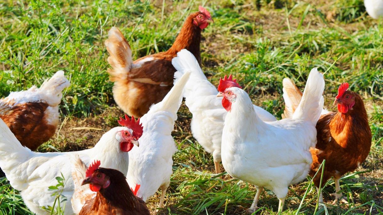 Los pollos se modifican genéticamente para que pongan huevos que traten el cáncer
