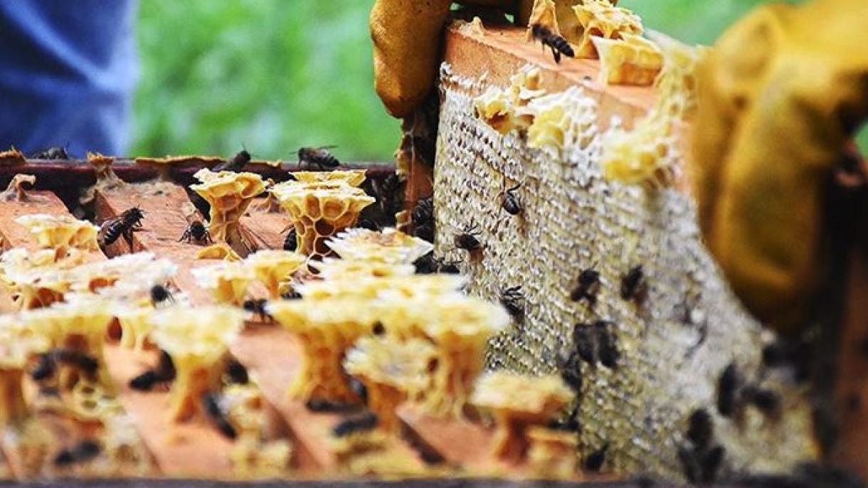 آذربایجان‌شرقی مقام اول تولید و بسته‌بندی عسل در ایران را به‌خود اختصاص داد