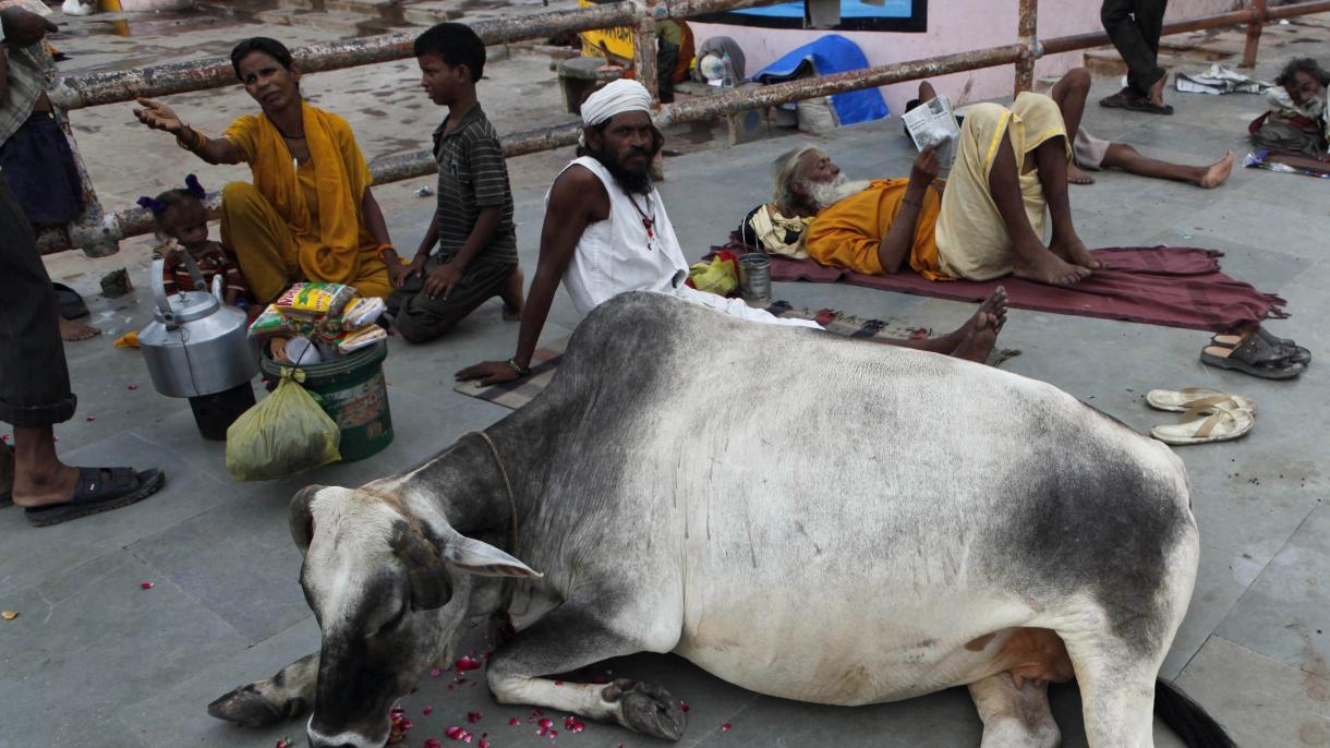 هندوها یک مرد مسلمان را به اتهام سرقت گاو کشتند