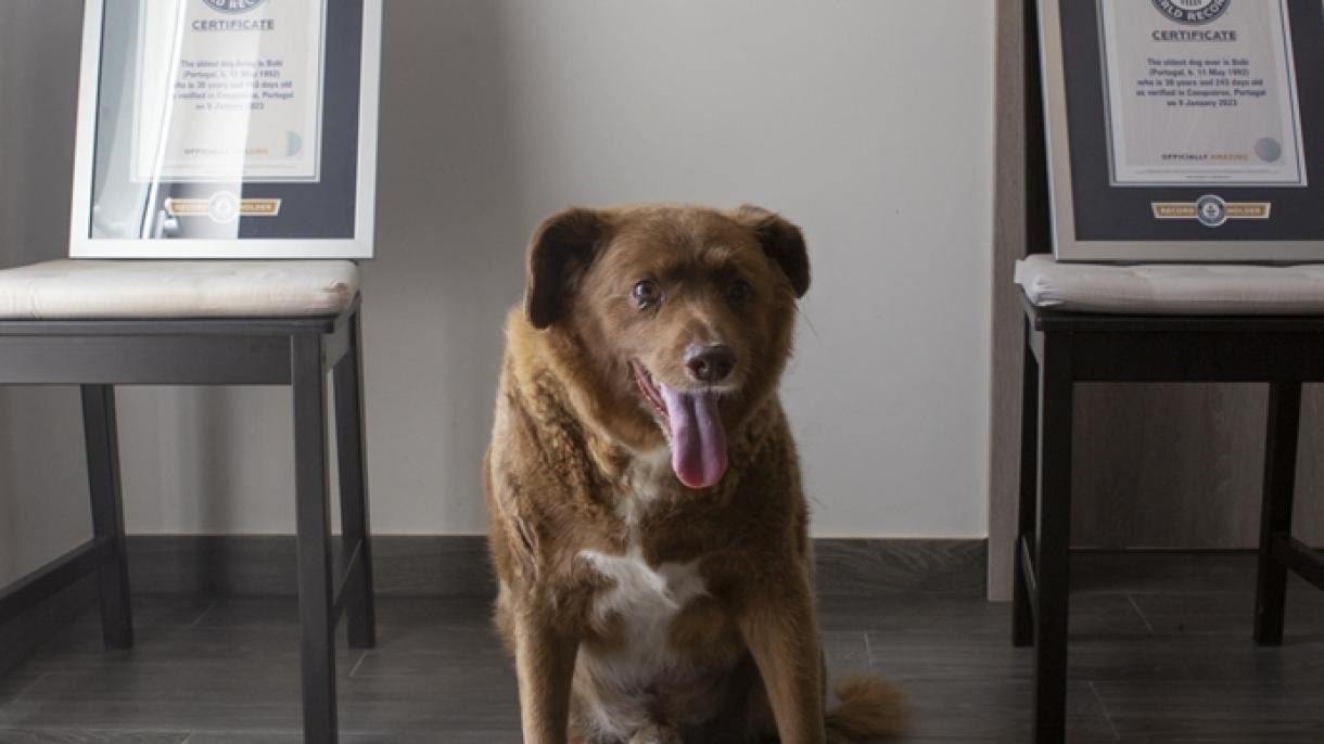 Foi retirado o título do Guiness de "cão mais velho do mundo" ao cão português Bobi