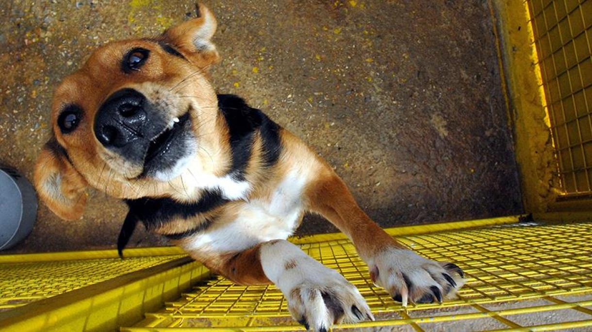Taiwán prohíbe matar a perros y gatos para comer su carne