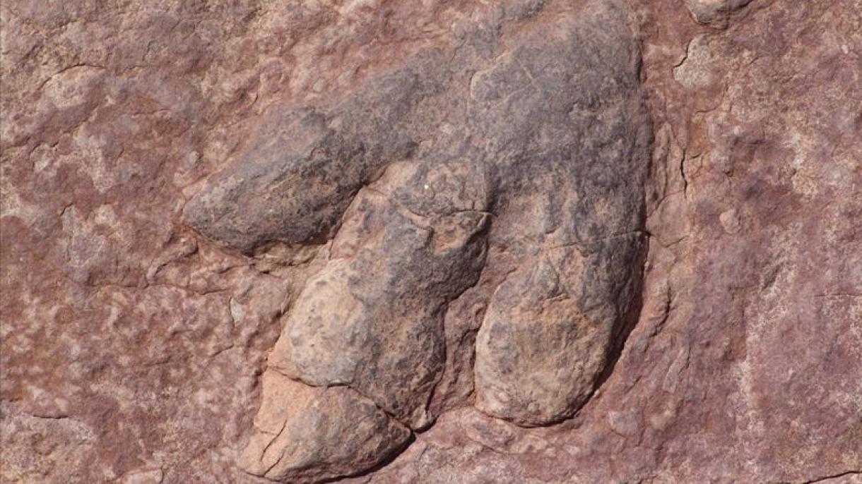 11 milyon illik yeni növ daşlaşmış dinozavr tapıldı