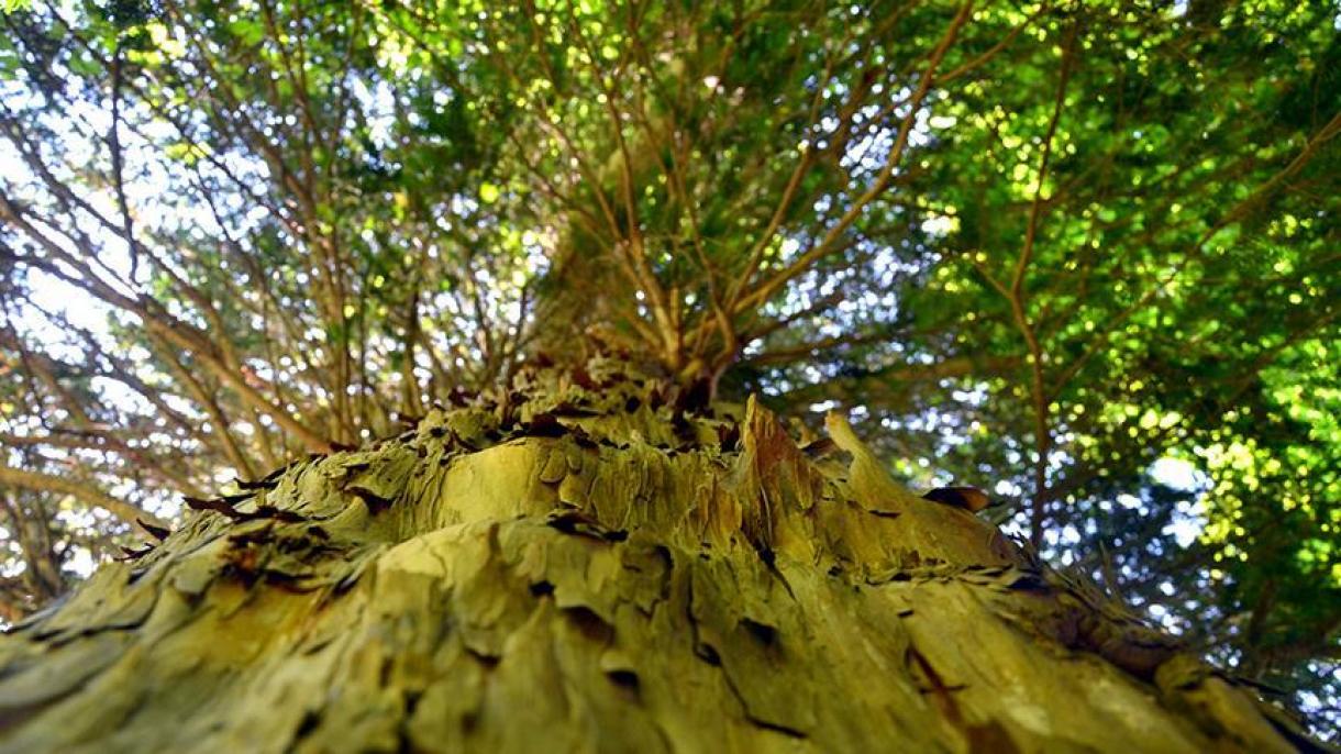 Italiyaning Pallino milliy bog'ida1230 yillik bir qarag'ay daraxti belgilandi...