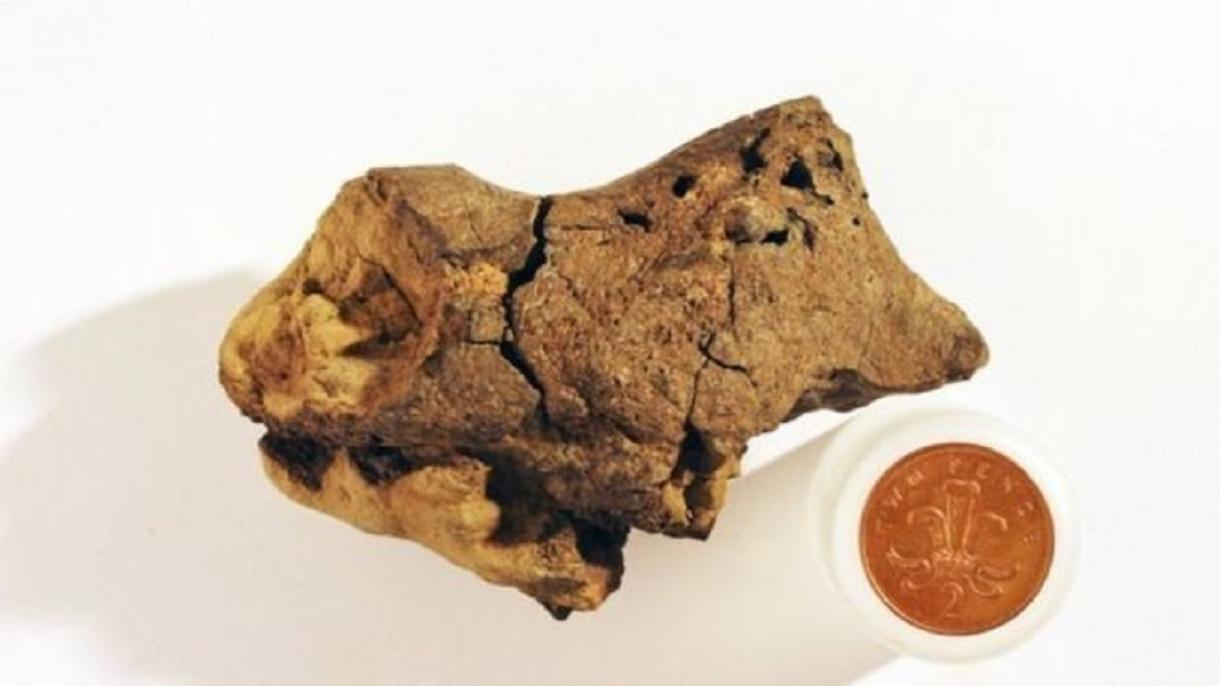 Descubren el primer fósil de cerebro de un dinosaurio