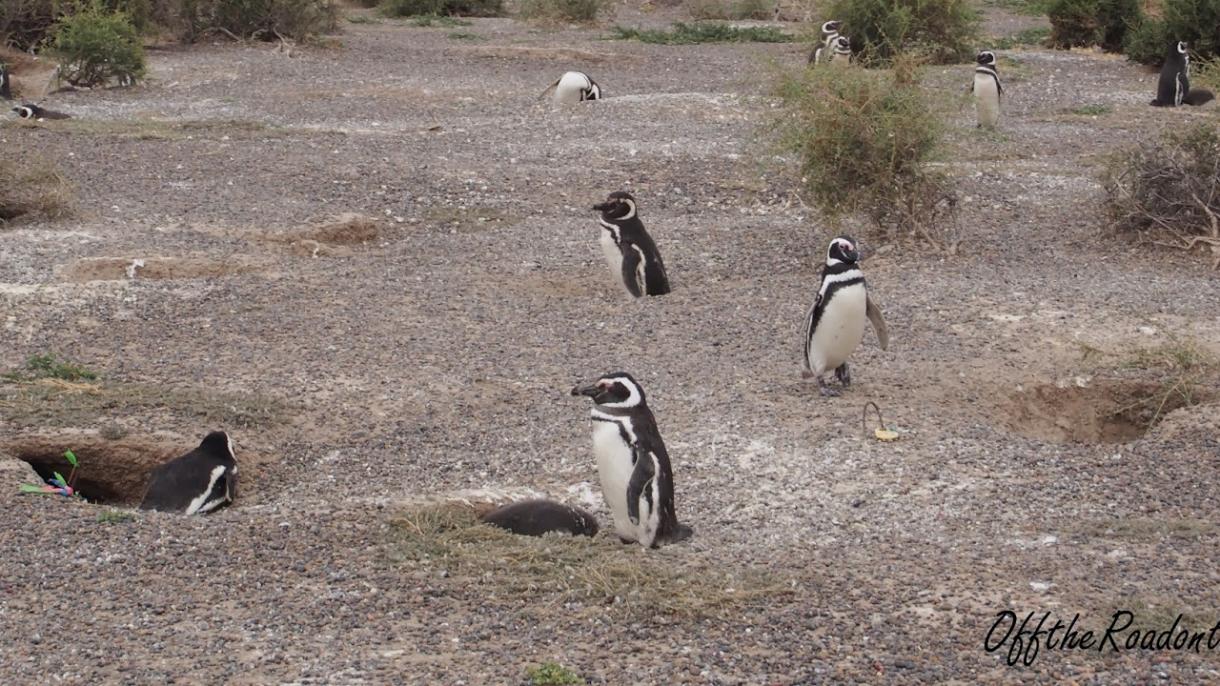 成千上万只雌麦哲伦企鹅被困北部海岸