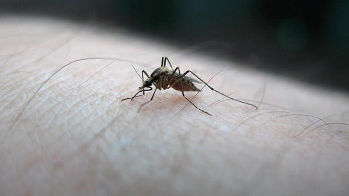 Szingapúrt is elérte a Zika-vírus
