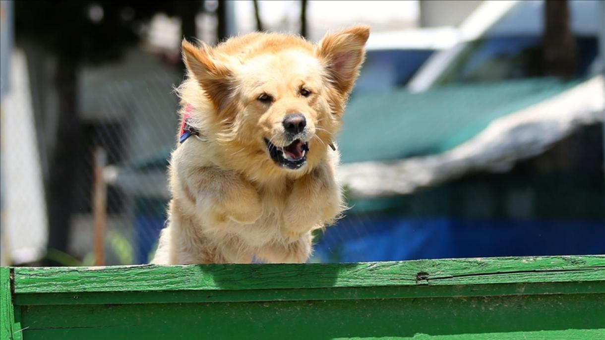 გაწვრთნილ ძაღლებს შეუძლიათ აღმოაჩინონ კოვიდ-19