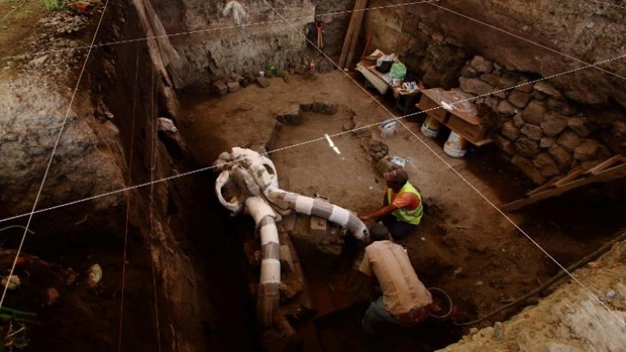 Ανακαλύφθηκαν απολιθωμένα λείψανα μαμούθ στο Μεξικό