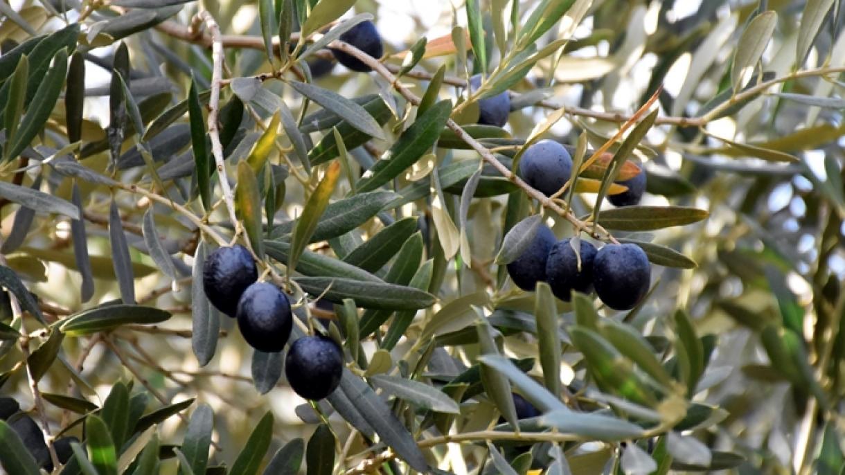 Отглеждането на маслини в Тюркийе влезе в списъка на ЮНЕСКО...
