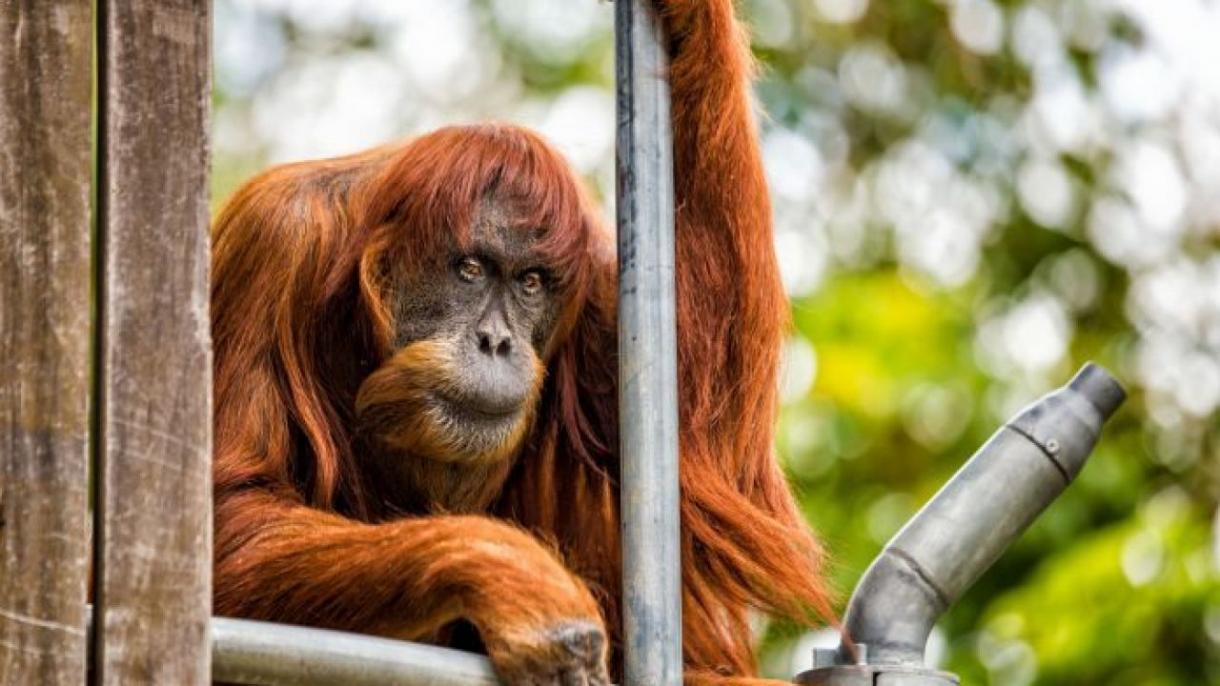 Dünýäniň iň garry orangutany Puan 62 ýaşynda ýogaldy