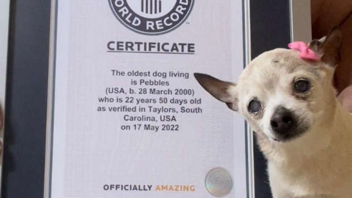 A világ legidősebb élő kutyája egy Fox Terrier