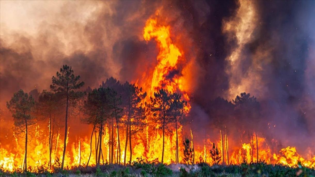 阿根廷发生森林大火