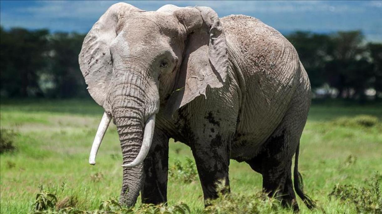 肯尼亚三月内死亡26头大象