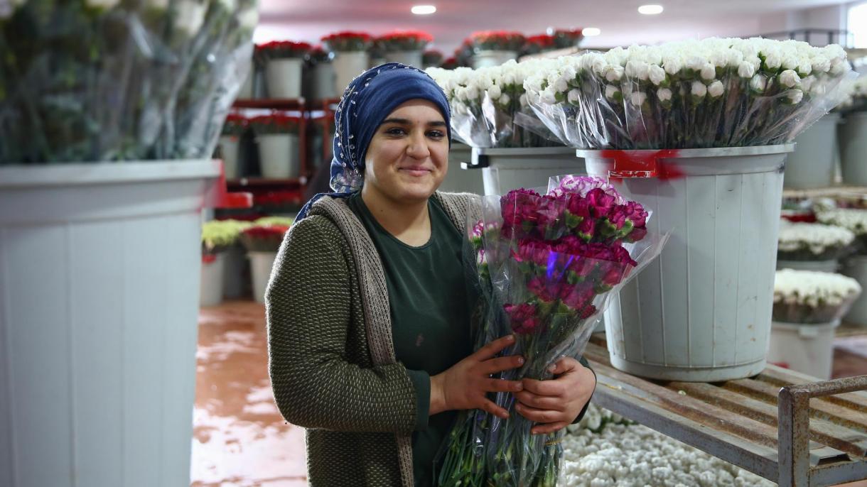 თურქეთმა 14 თებერვალთან  დაკავშირებით 50 ქვეყანაში 60 მილიონი ცალი ყვავილი გააგზავნა