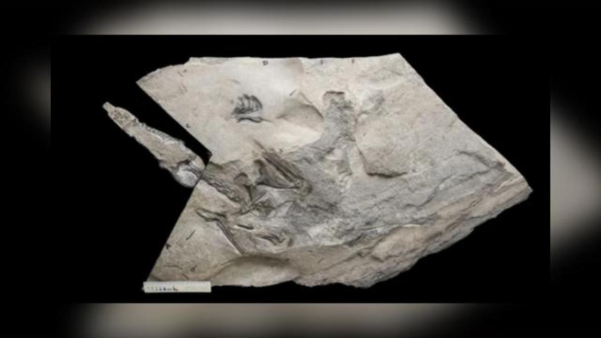 Es el pterosaurio más grande del período jurásico descubierto en la Isla Skye de Escocia