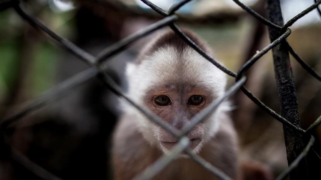 Gracias a un oso perezoso y un mono lanudo, Ecuador otorga derechos legales a los animales silvestre