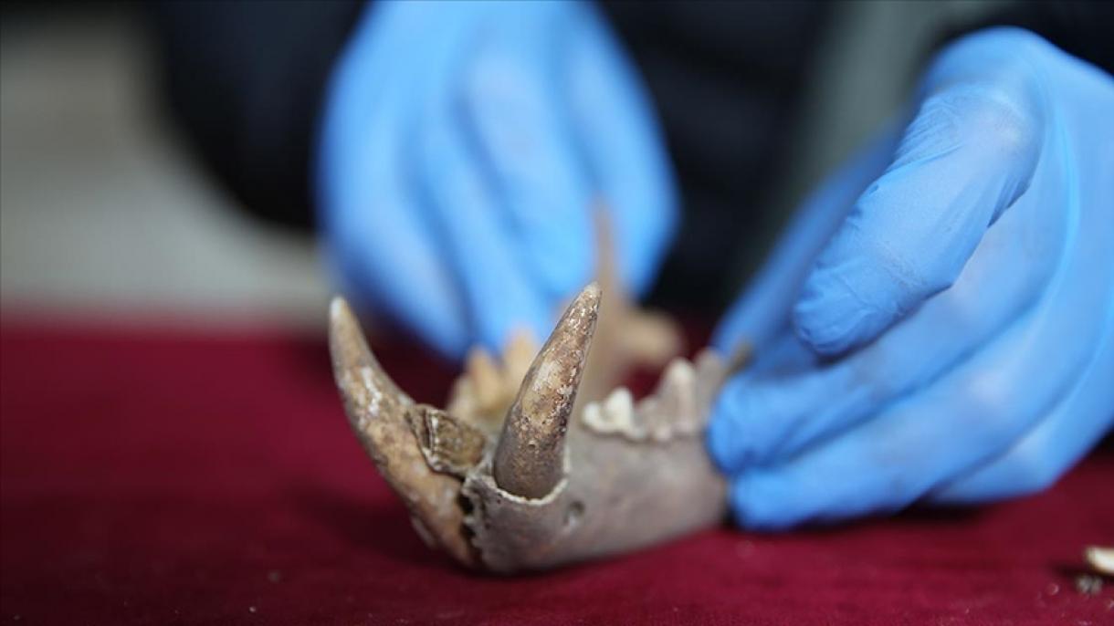 کشف استخوان 1500 ساله متعلق به یک پلنگ آناتولی در حفاریهای ماردین