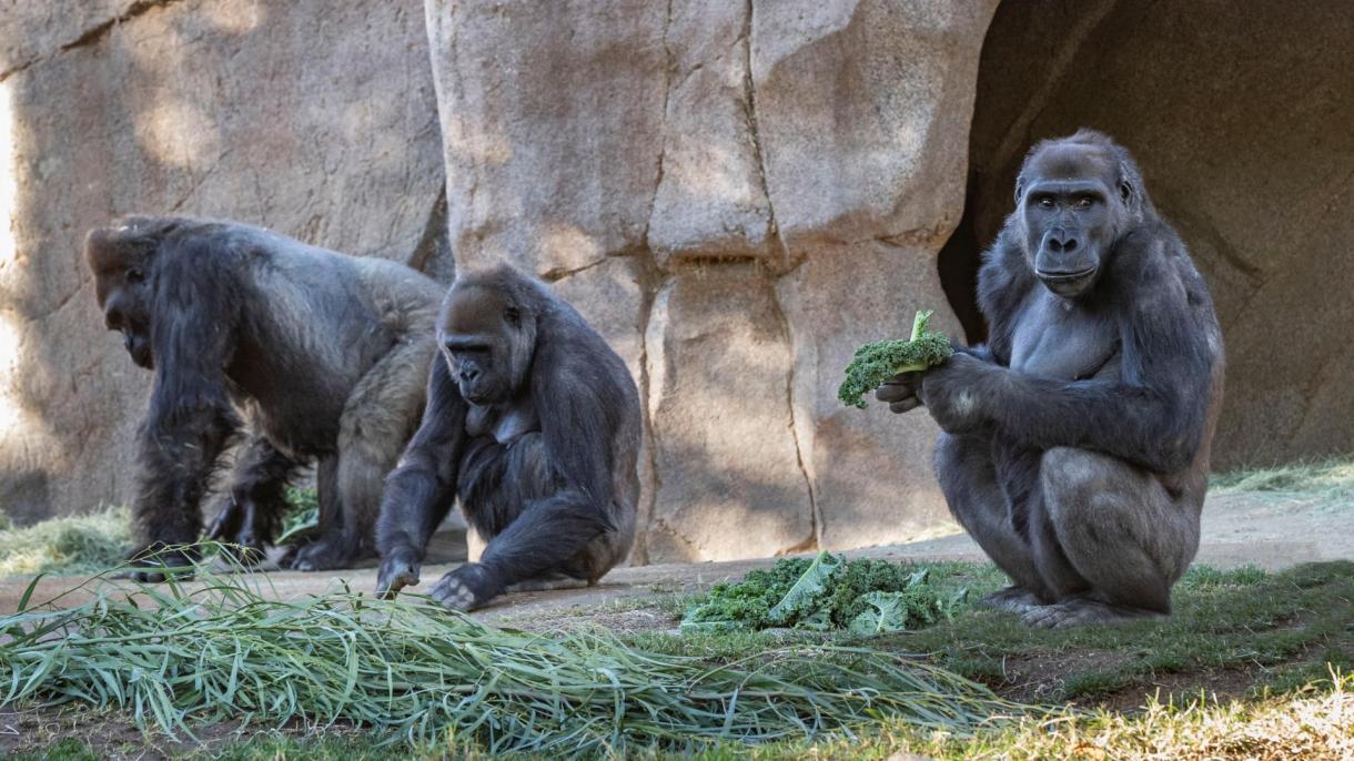 Diagnostican el coronavirus en 8 gorilas en el Jardín Zoológico de San Diego