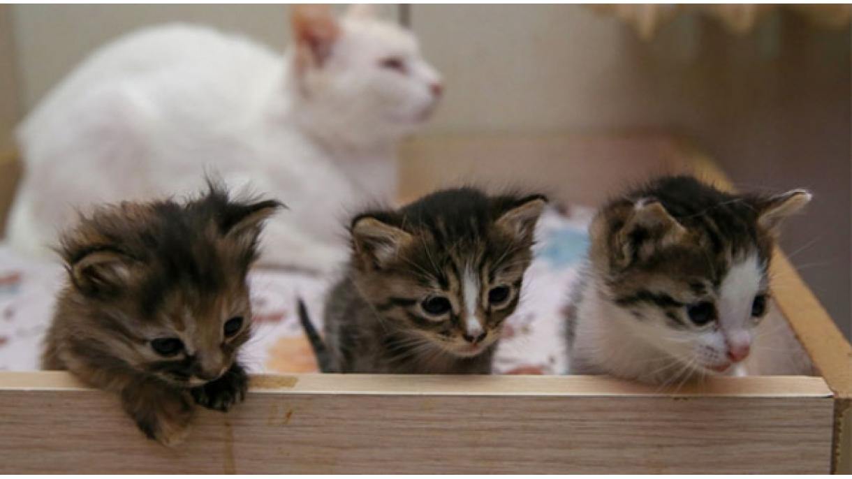 “Pamuk” se hizo madre de los gatitos que perdieron su madre