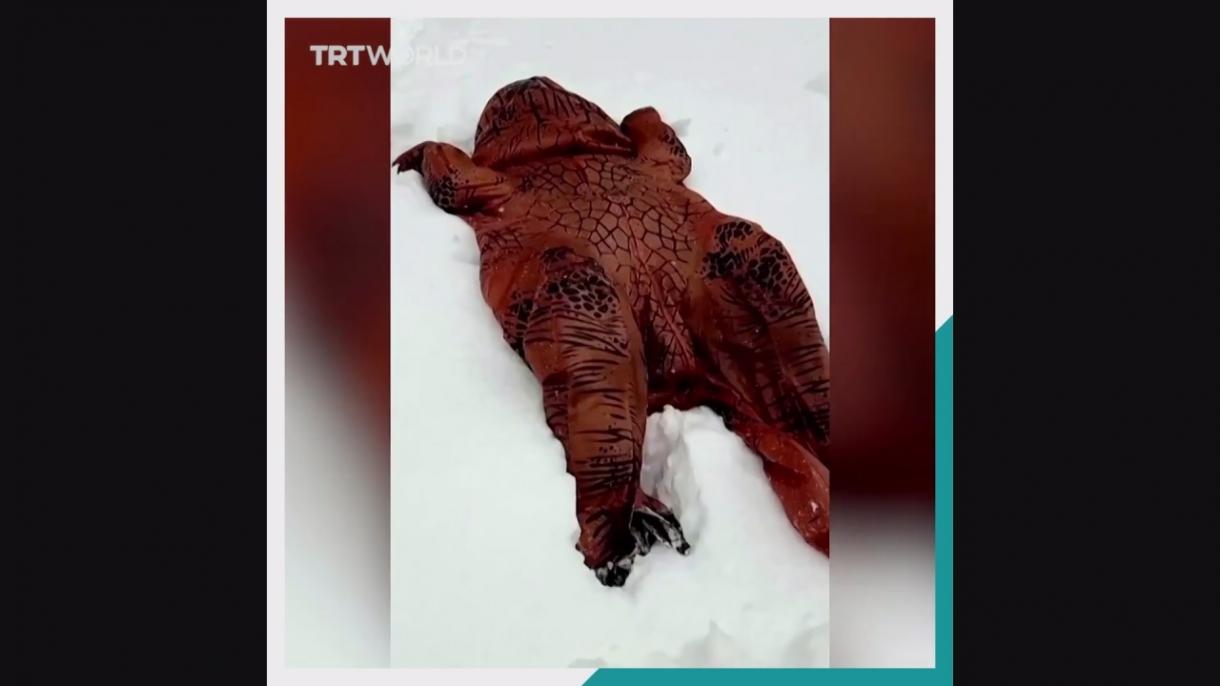 Rexy dinoszaurusz élvezi a havat Madridban