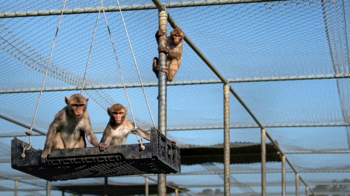 China clona un mono rhesus para investigaciones médicas