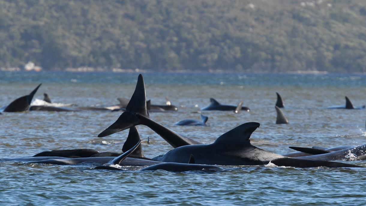 Tömegesen pusztulnak a bálnák az ausztráliai partokon
