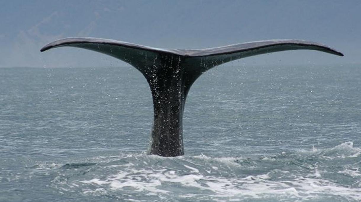 Noruega mantiene la pesca de ballenas pese a las duras críticas