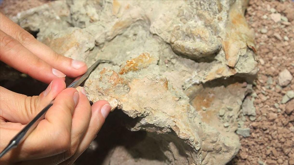 denizlidiki fosillar (tashqatmilar) heqqide némilerni bilisiz