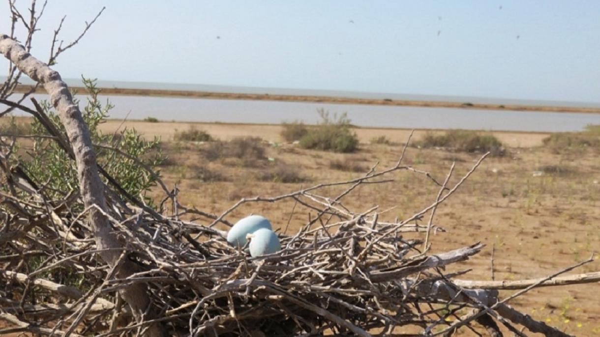 بیش از 10 هزار قطعه پرنده در تالاب های نقده ایران تخم گذاری کردند