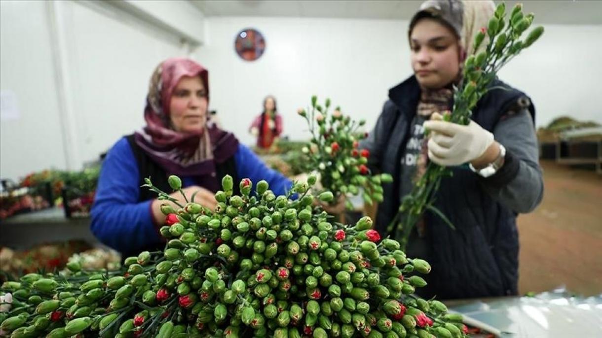 صادرات  70 میلیون شاخه گل از ترکیه به مناسبت روز ولنتاین