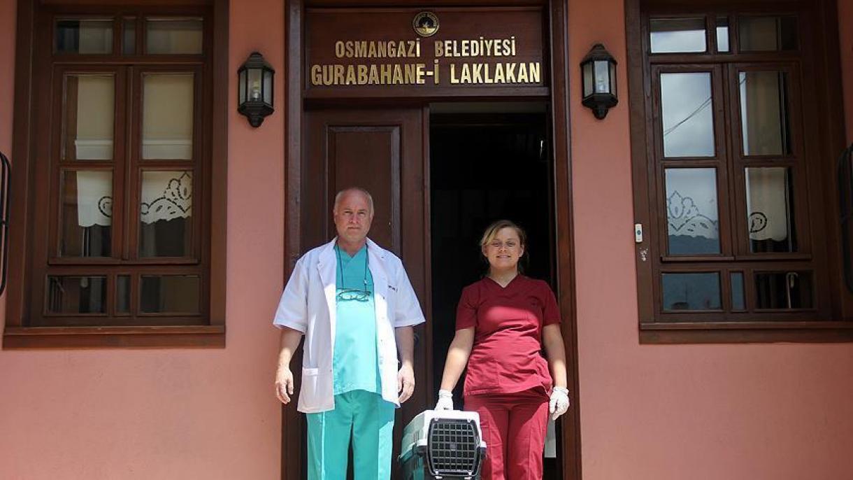 بیمارستان ویژه نگهداری و درمان لک لک ها در شهر بورسای ترکیه