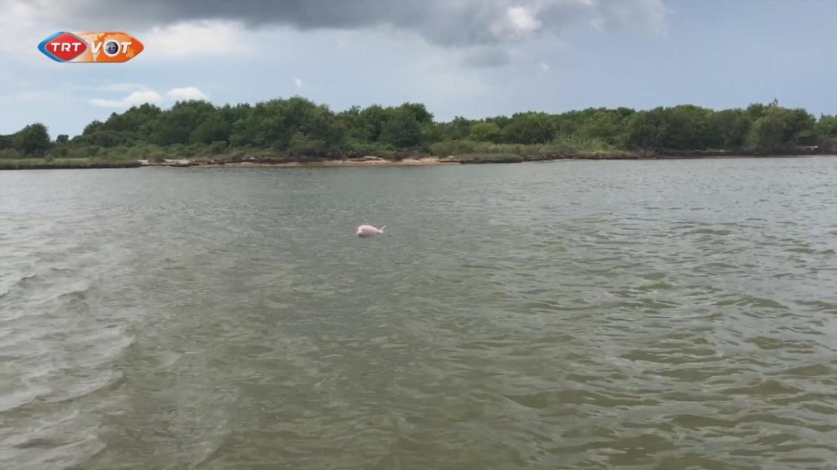 Луизианада  көрүнгөн кызгымтыл дельфин