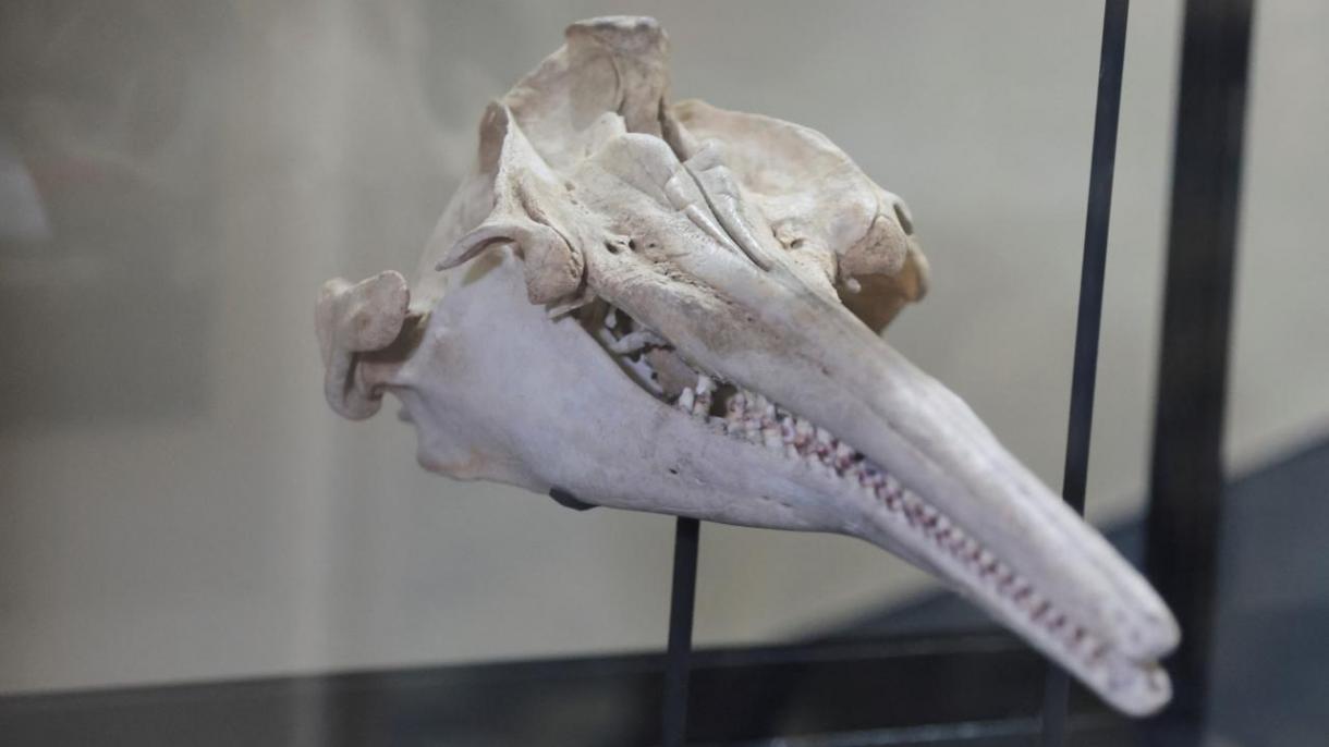 Hallan cráneo de un delfín gigante de 16 millones de años de antigüedad en la Amazonía de Perú