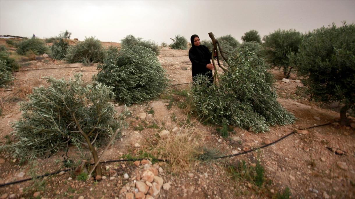 Izraelski vojnici u Palestini uništili stabla maslina koja su pripadala Palestincima