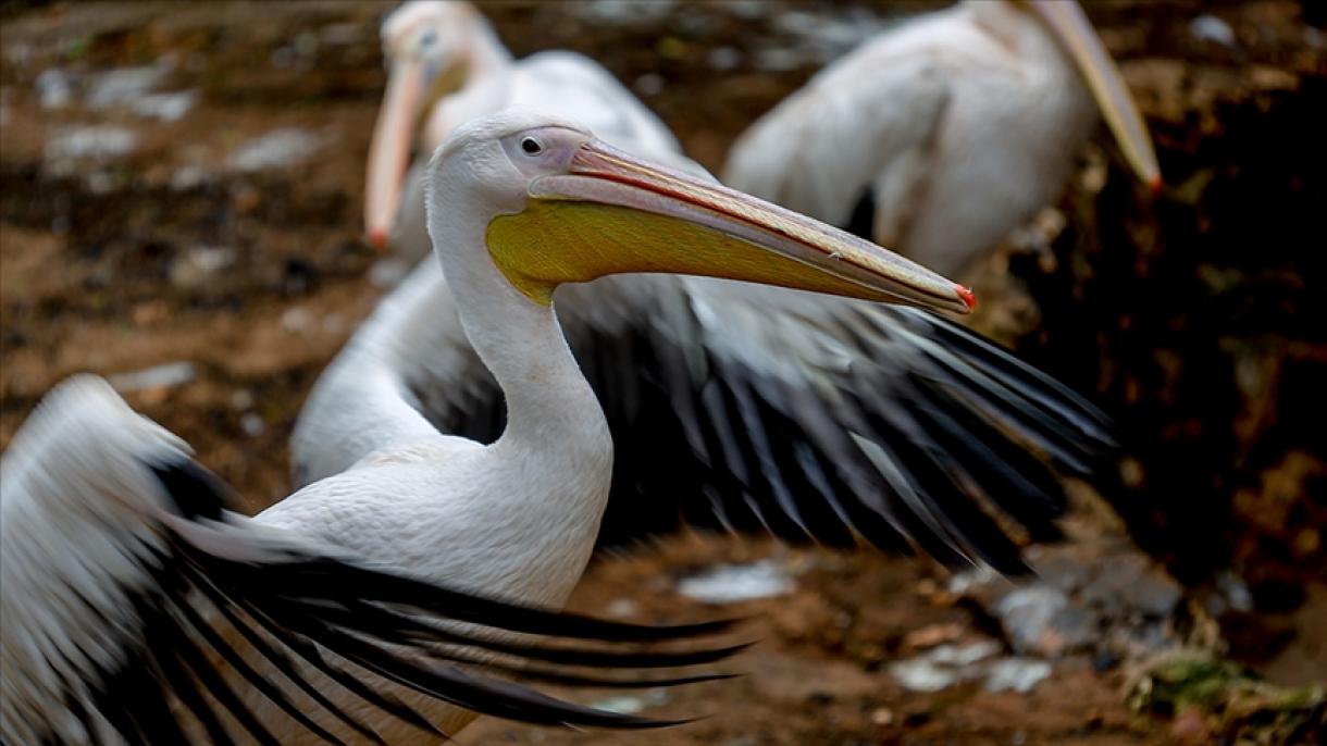 Murieron al menos 13 mil pelícanos en Perú a causa de la gripe aviar
