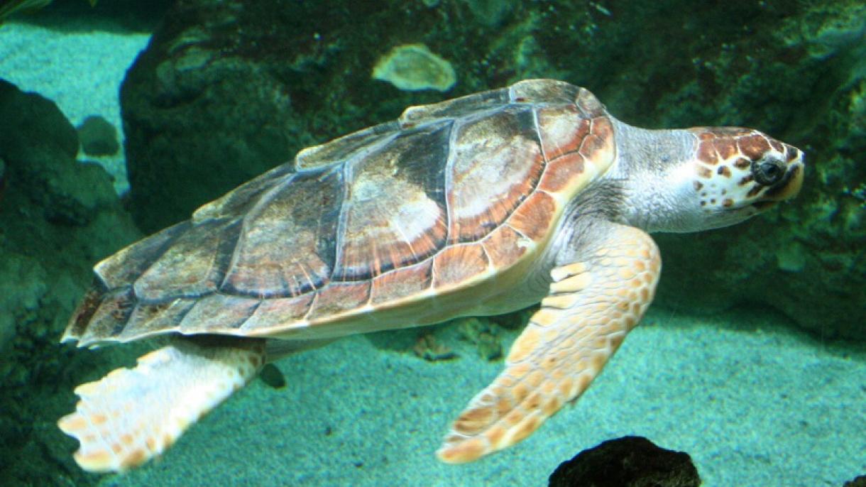 Dos tipos de tortugas marinas  prefieren las costas de Turquía