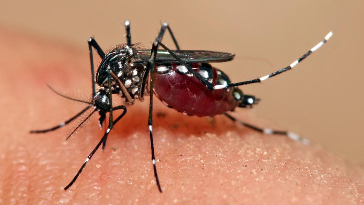 Új dengue-lázas betegeket regisztráltak Malajziában